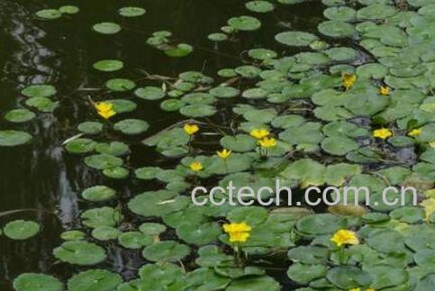 荇菜与莼菜的区别-1