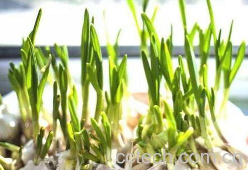 大蒜发芽能吃吗 大蒜怎么保存不发芽-1