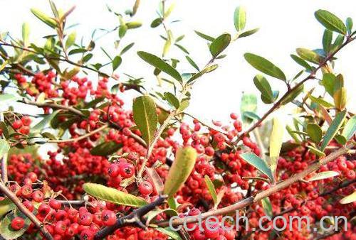 食用红豆注意事项-1