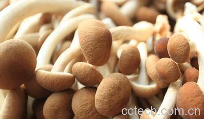 茶树菇的功效与作用-0