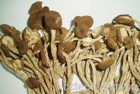 食用茶树菇-1