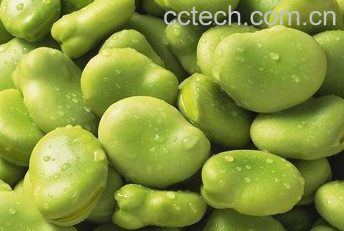 蚕豆营养价值-0