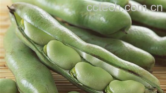 食用蚕豆注意事项-1