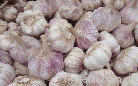 经常吃大蒜有什么好处 男人吃大蒜的好处-1