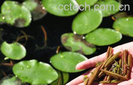 怎样挑选莼菜 莼菜的营养价值-1