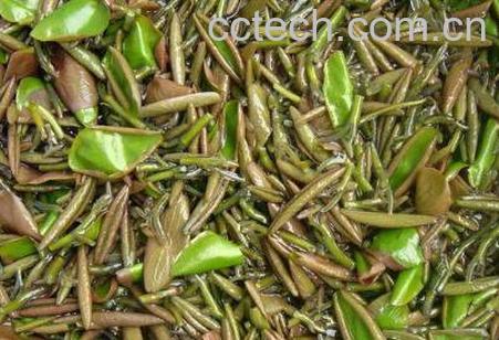 怎样挑选莼菜 莼菜的营养价值-0