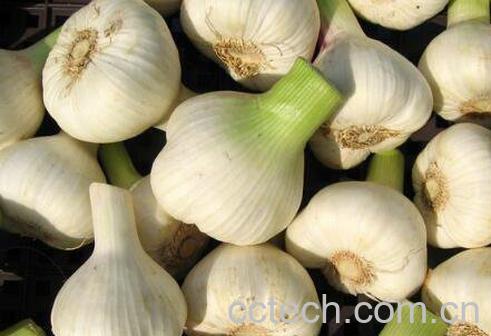 大蒜的营养价值及功效-1