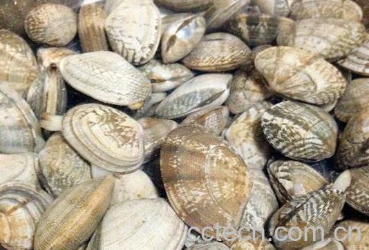 花蛤如何去沙 活花蛤吐沙最快的方法-0