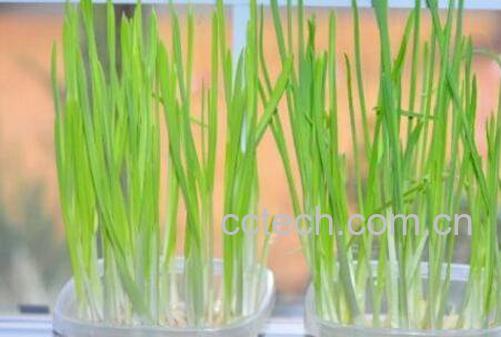 水培大蒜要剥皮吗 大蒜水培方法图解-1