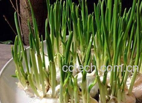 水培大蒜要剥皮吗 大蒜水培方法图解-0