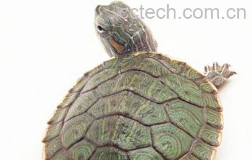 甲鱼有什么功效和作用-0