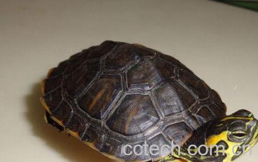 甲鱼有什么功效和作用-1