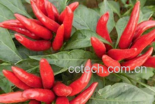 朝天椒种植时间和方法-1