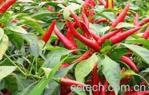 朝天椒种植时间和方法-0