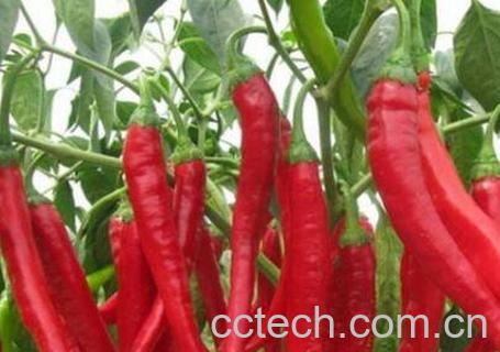  红辣椒的功效与作用-0