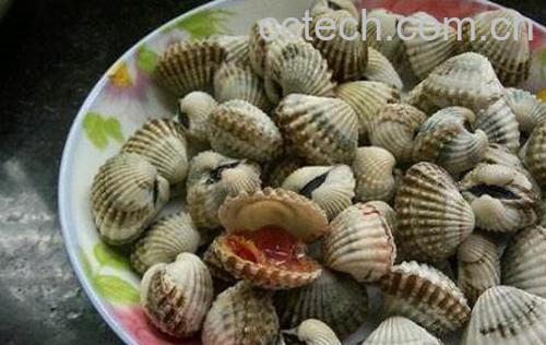 泥蚶的功效与作用-0