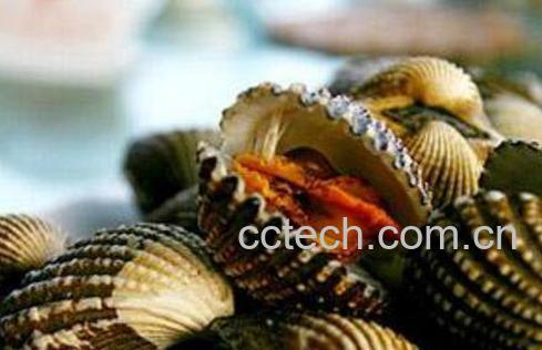 泥蚶的功效与作用-1