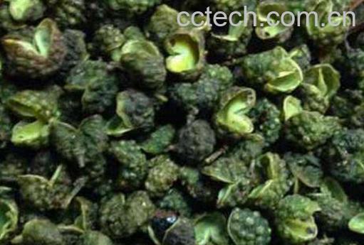 麻椒的功效与作用 麻椒怎么做最麻-1