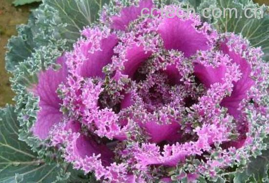 羽衣甘蓝的功效与作用-0