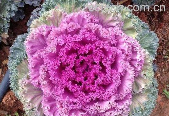 羽衣甘蓝的功效与作用-1