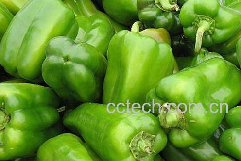 尖椒和青椒的区别-1