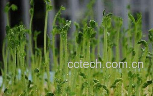 燕麦芽的功效与作用-1