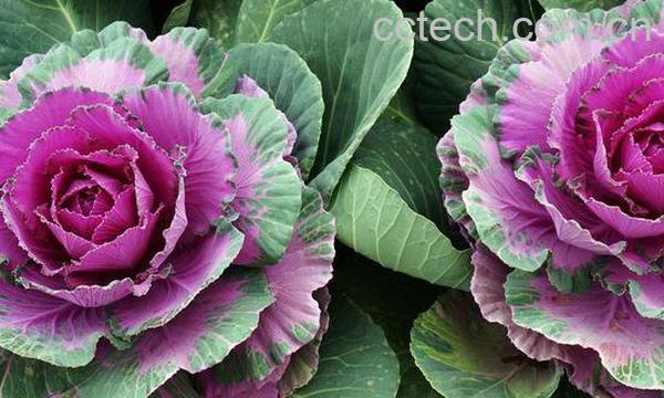 甘蓝和羽衣甘蓝的区别-0