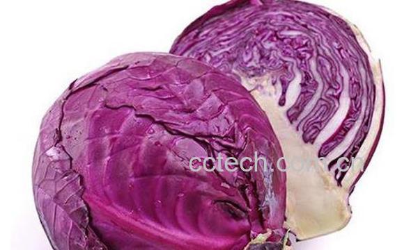 甘蓝和羽衣甘蓝的区别-1