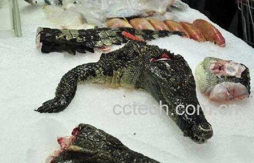 鳄鱼胆的功效与禁忌 鳄鱼胆能治什么病-0