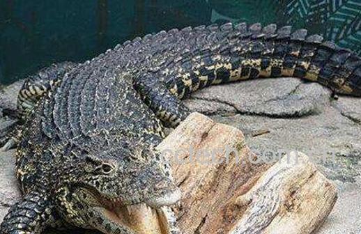 鳄鱼胆的功效与禁忌 鳄鱼胆能治什么病-1