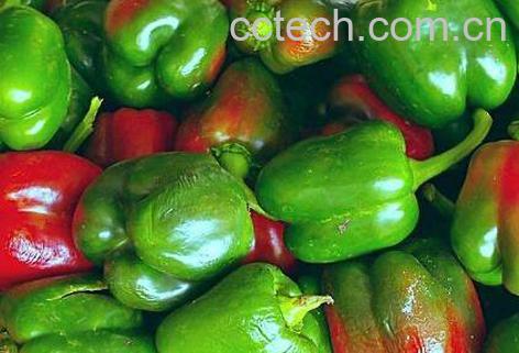 灯笼椒的功效与作用-1