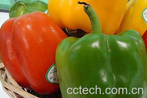 灯笼椒的功效与作用-0