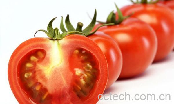 吃西红柿的季节-0