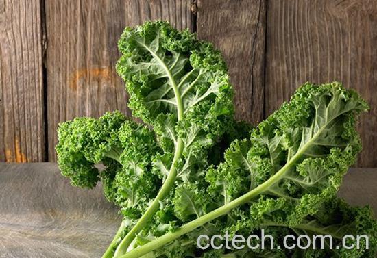 羽衣甘蓝怎么炒着吃 羽衣甘蓝营养价值-1