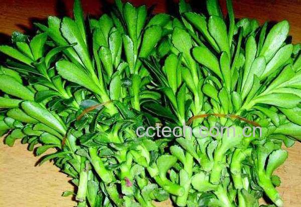 救心菜的功效与作用 什么人不能吃救心菜-0