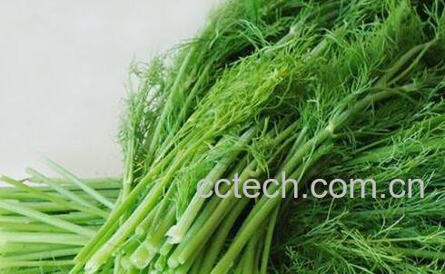 茴香的功效与作用 茴香不能和什么一起吃-0