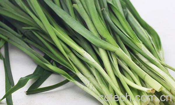 韭菜的功效与作用-1
