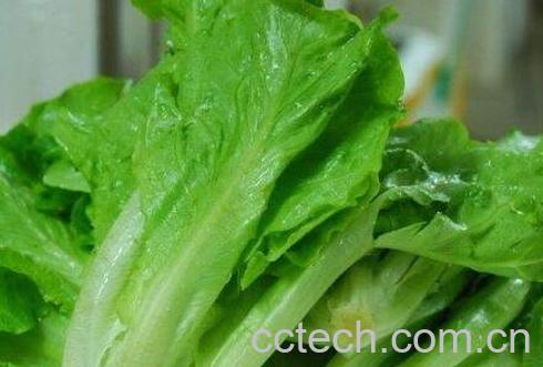 生菜的功效与作用-1