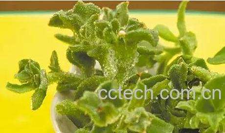 冰菜怎么吃 冰菜的吃法大全-0