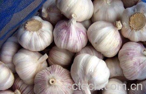 吃大蒜有什么坏处 经常吃大蒜的坏处-1