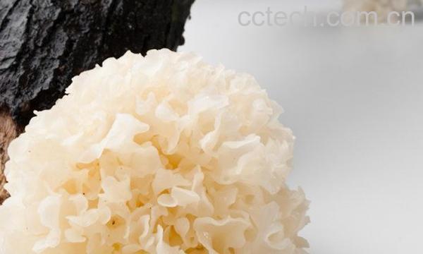 银耳的功效与作用-0