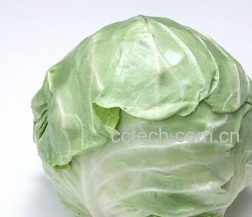 甘蓝的功效与作用-0