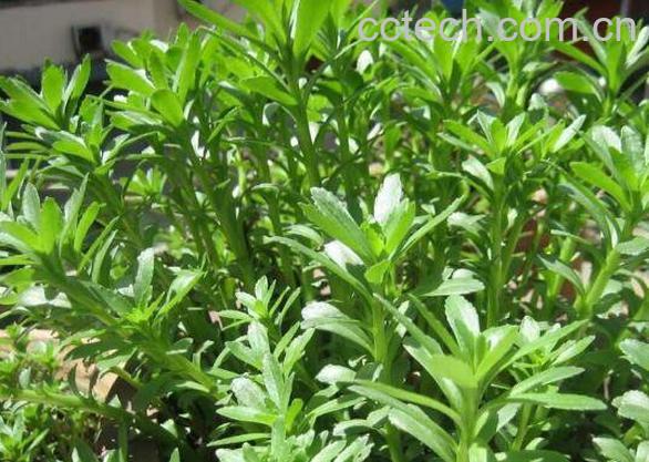 救心菜是什么菜 救心菜怎么种植-0