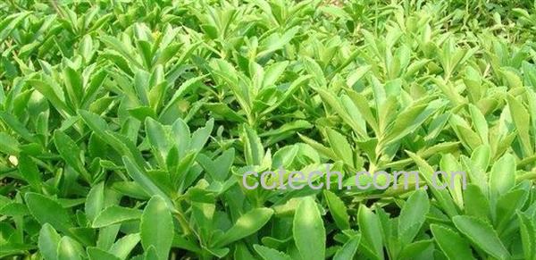 救心菜是什么菜 救心菜怎么种植-1