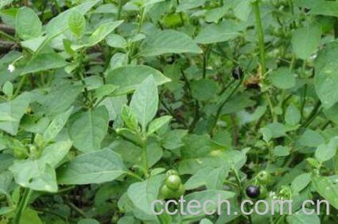 吃野白花菜有什么好处-0