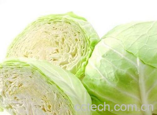 甘蓝的功效与作用-1