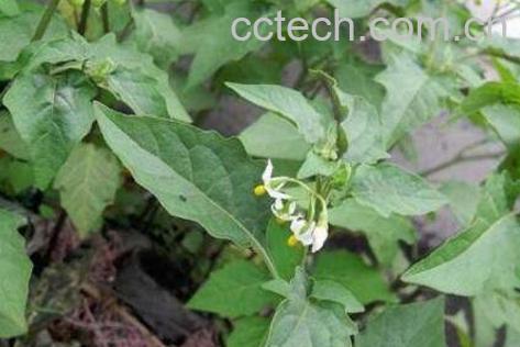 吃野白花菜有什么好处-1