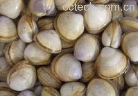 海蛤壳的功效与作用-0