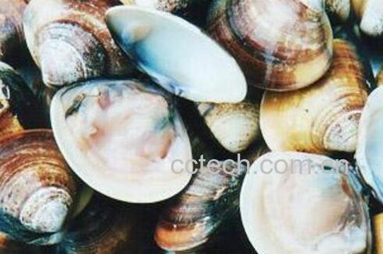 海蛤壳的功效与作用-1