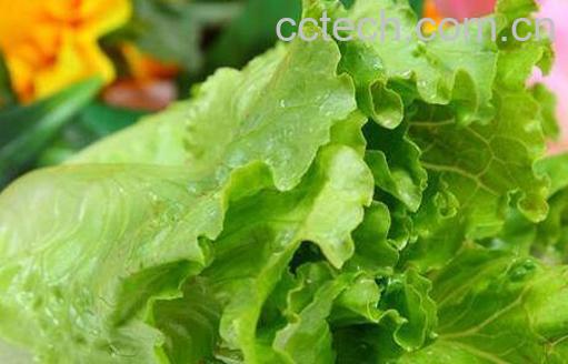 生菜可以生吃吗 生菜吃多了有什么危害-0